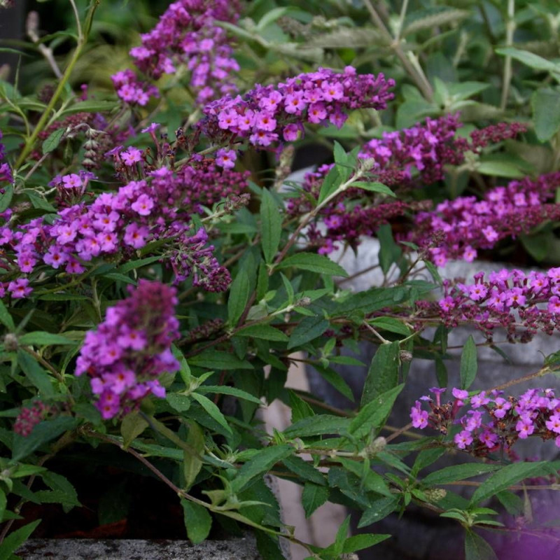 Arbre aux papillons Free Petite© Dark Pink 'Podaras 10', Buddleia