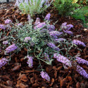 Arbre aux papillons Free Petite© Lavender Flow 'Podaras 12'