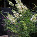 Arbre aux papillons Free Petite© Snow White 'Podaras 15'