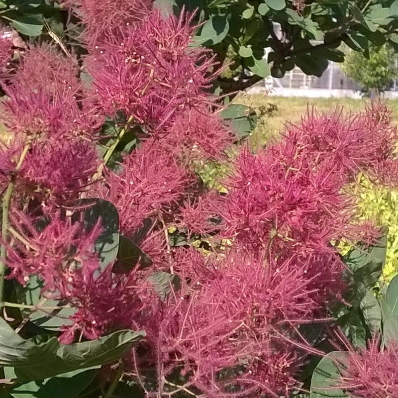 Arbre à perruque Smokey Joe® 'Lisjo', Cotinus