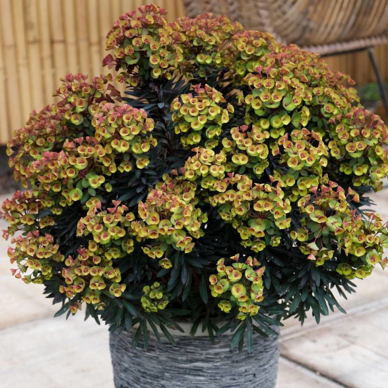 Euphorbe Blackbird® 'Nothowlee'