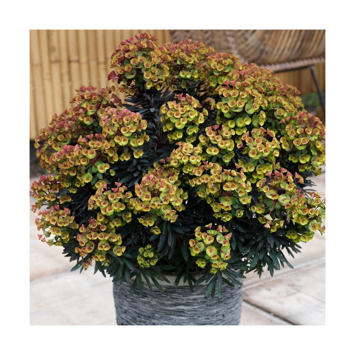 Euphorbe x Blackbird® 'Nothowlee'