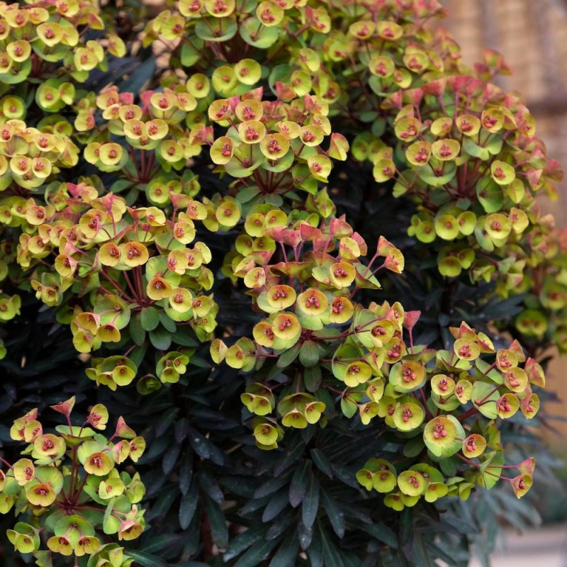 Euphorbe Blackbird® 'Nothowlee'
