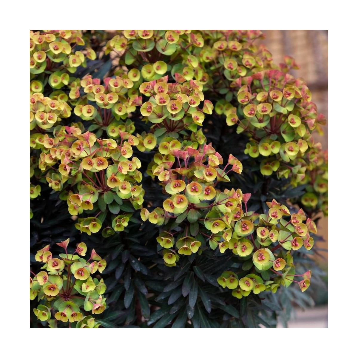 Euphorbe x Blackbird® 'Nothowlee'