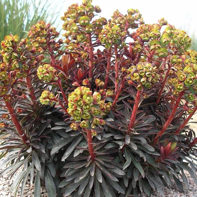 Euphorbe Blackbird® 'Nothowlee'