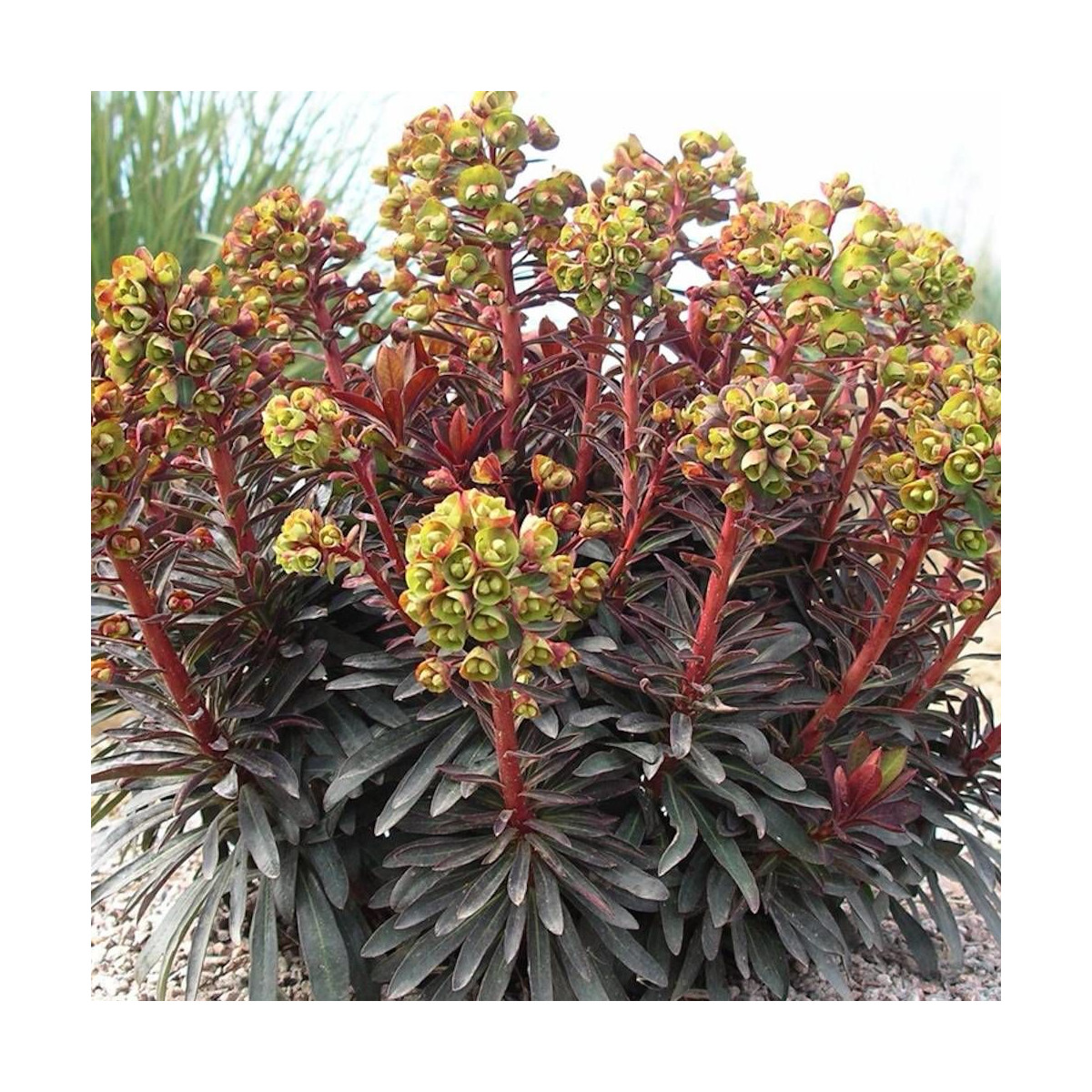 Euphorbe x Blackbird® 'Nothowlee'