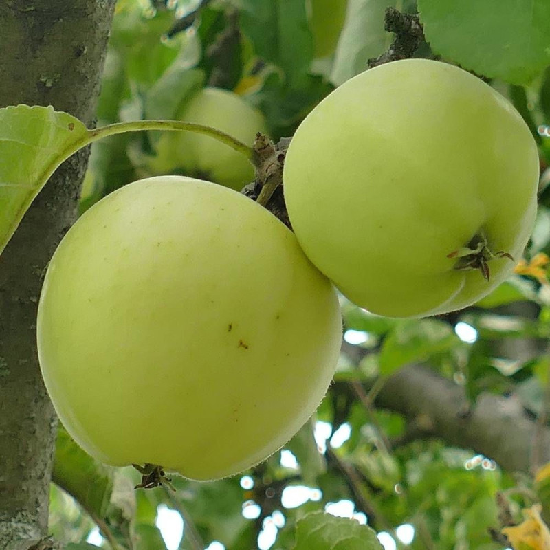 Pommier racines nues Golden Delicious