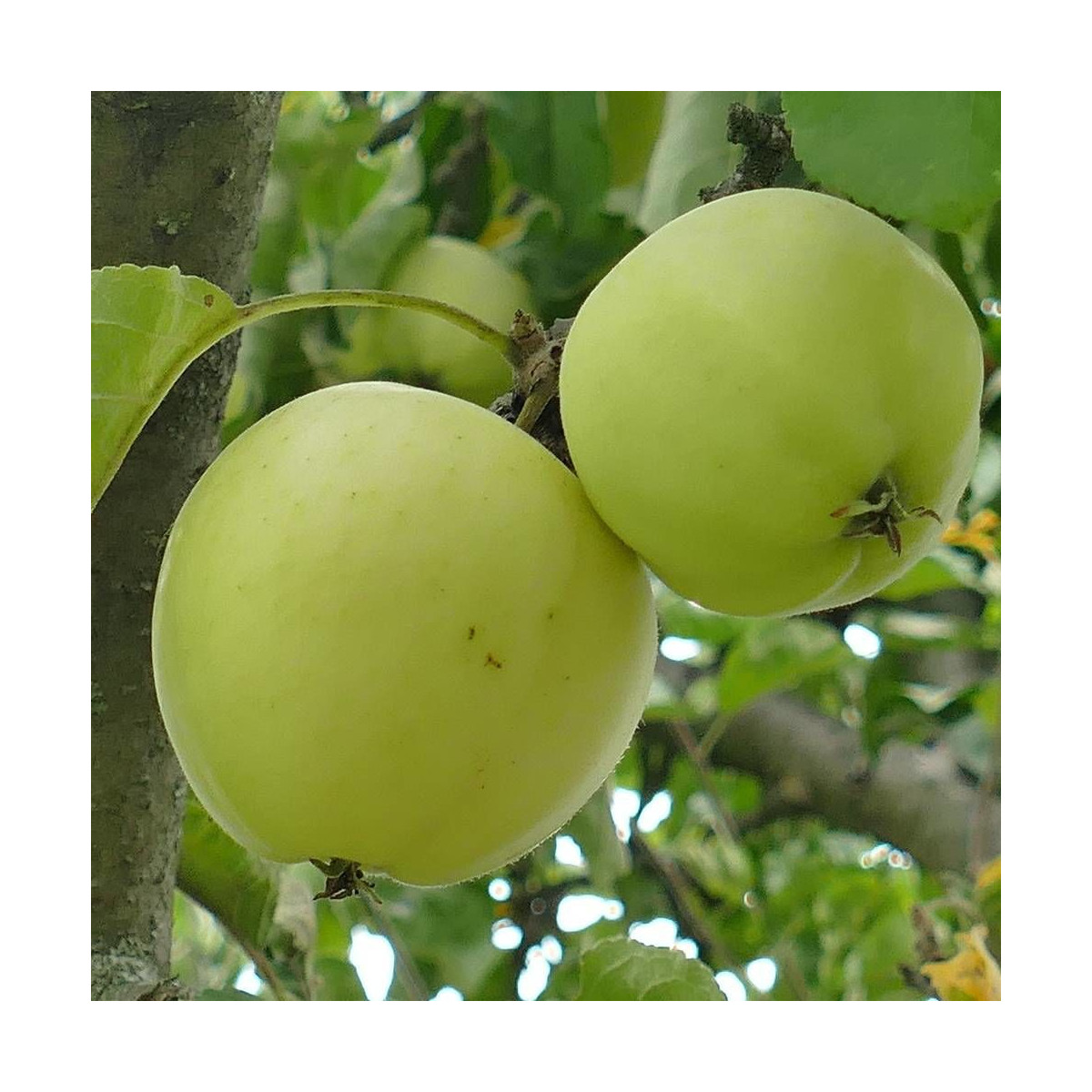 Pommier racines nues Golden Delicious
