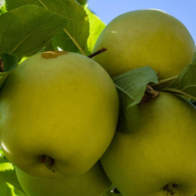 Pommier racines nues Golden Delicious