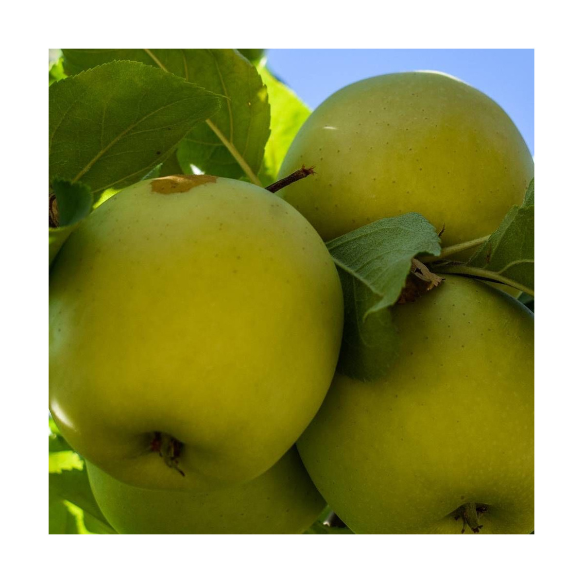 Pommier racines nues Golden Delicious