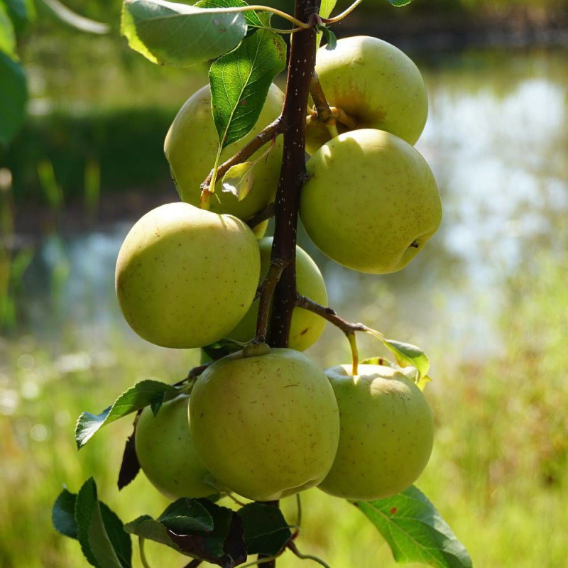 Pommier racines nues Golden Delicious