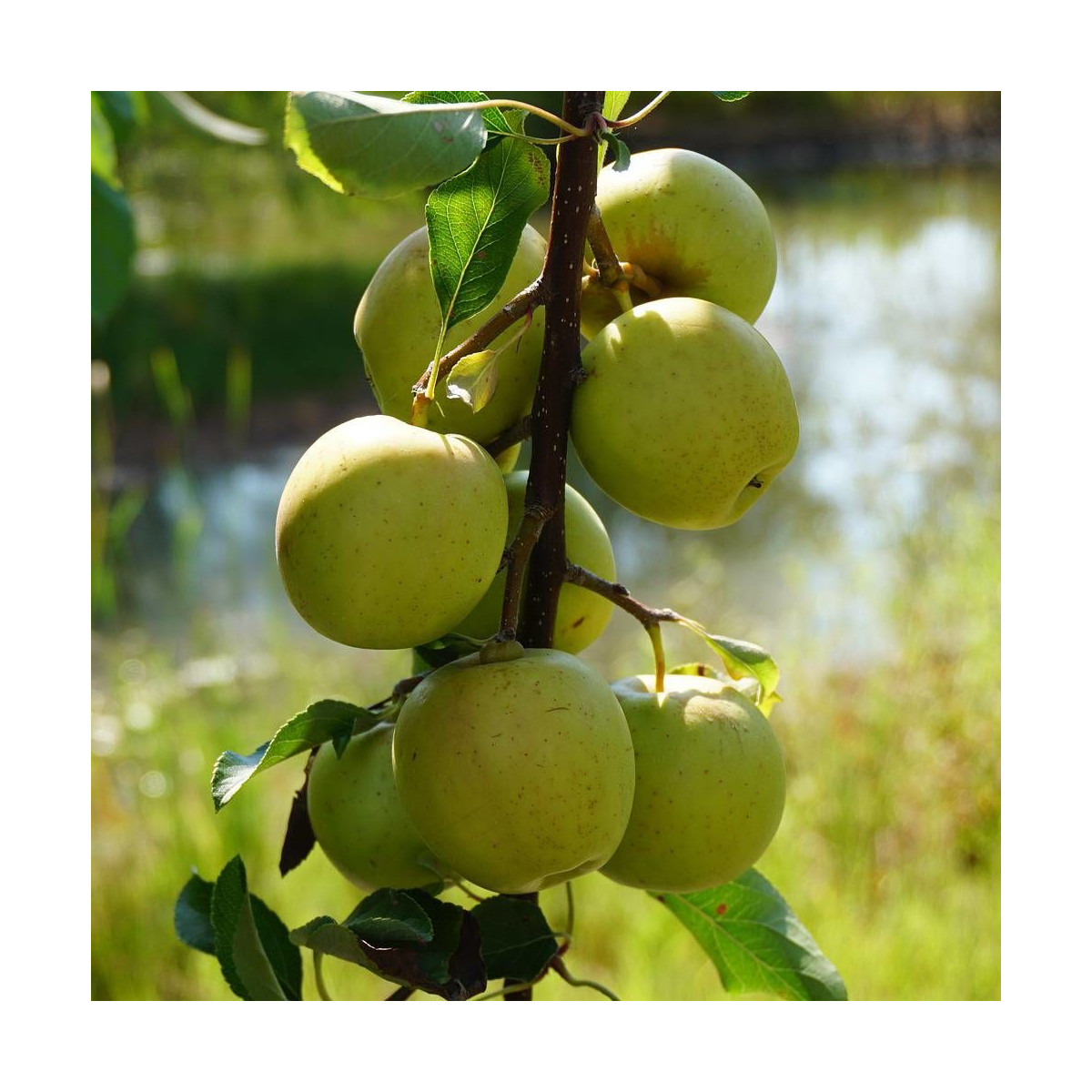 Pommier racines nues Golden Delicious