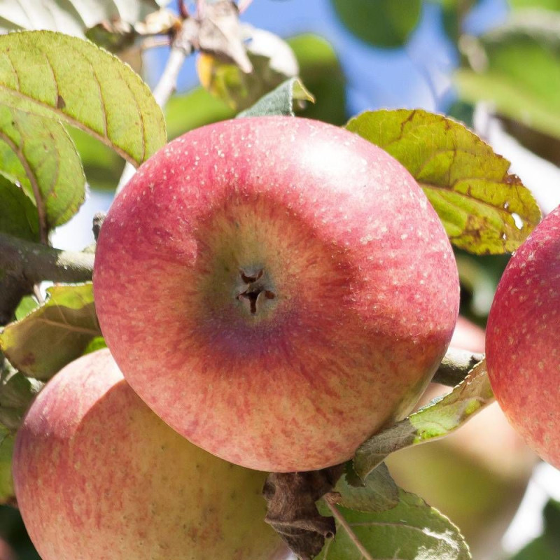 Pommier racines nues Reine des Reinettes