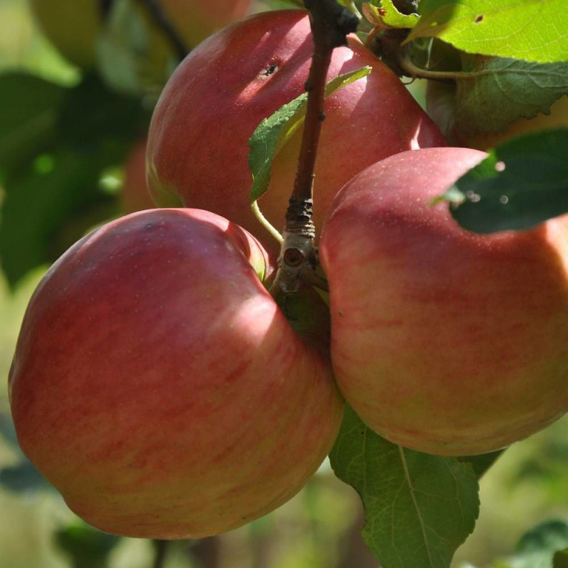 Pommier racines nues Reine des Reinettes