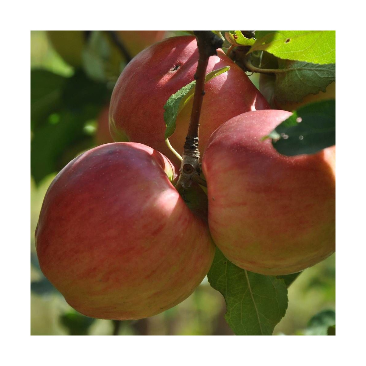 Pommier racines nues Reine des Reinettes Pommier racines nues Reine des Reinettes
