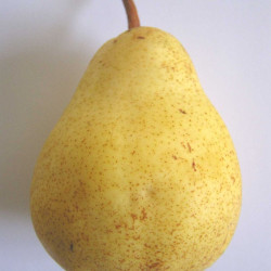 Poirier communis Bon Chretien William