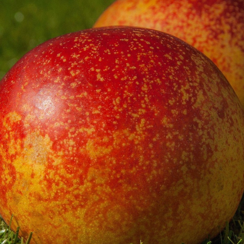 Brugnon racines nues Nectared 4