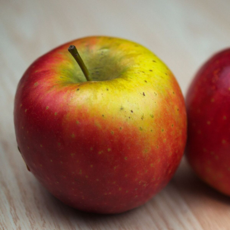 Pommier pumila Ariane®