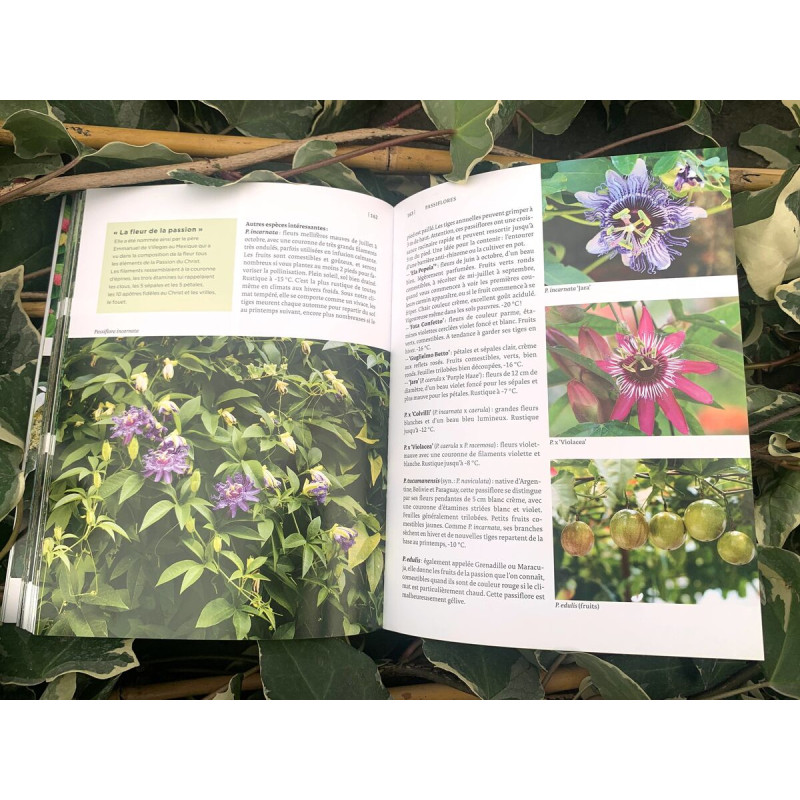 Livre "Toutes les plantes grimpantes"