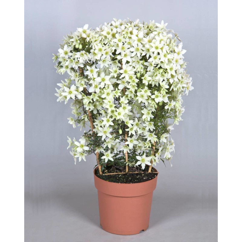 Clématite cartmanii Kimiko™ 'Evipo066'