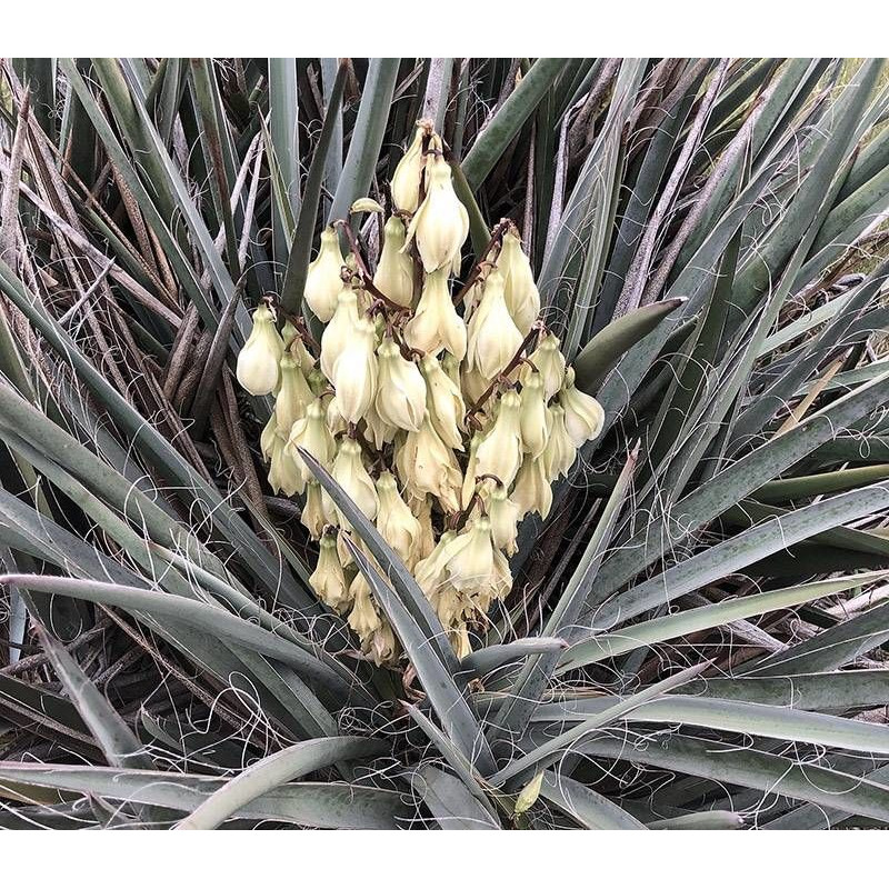 Yucca banane baccata