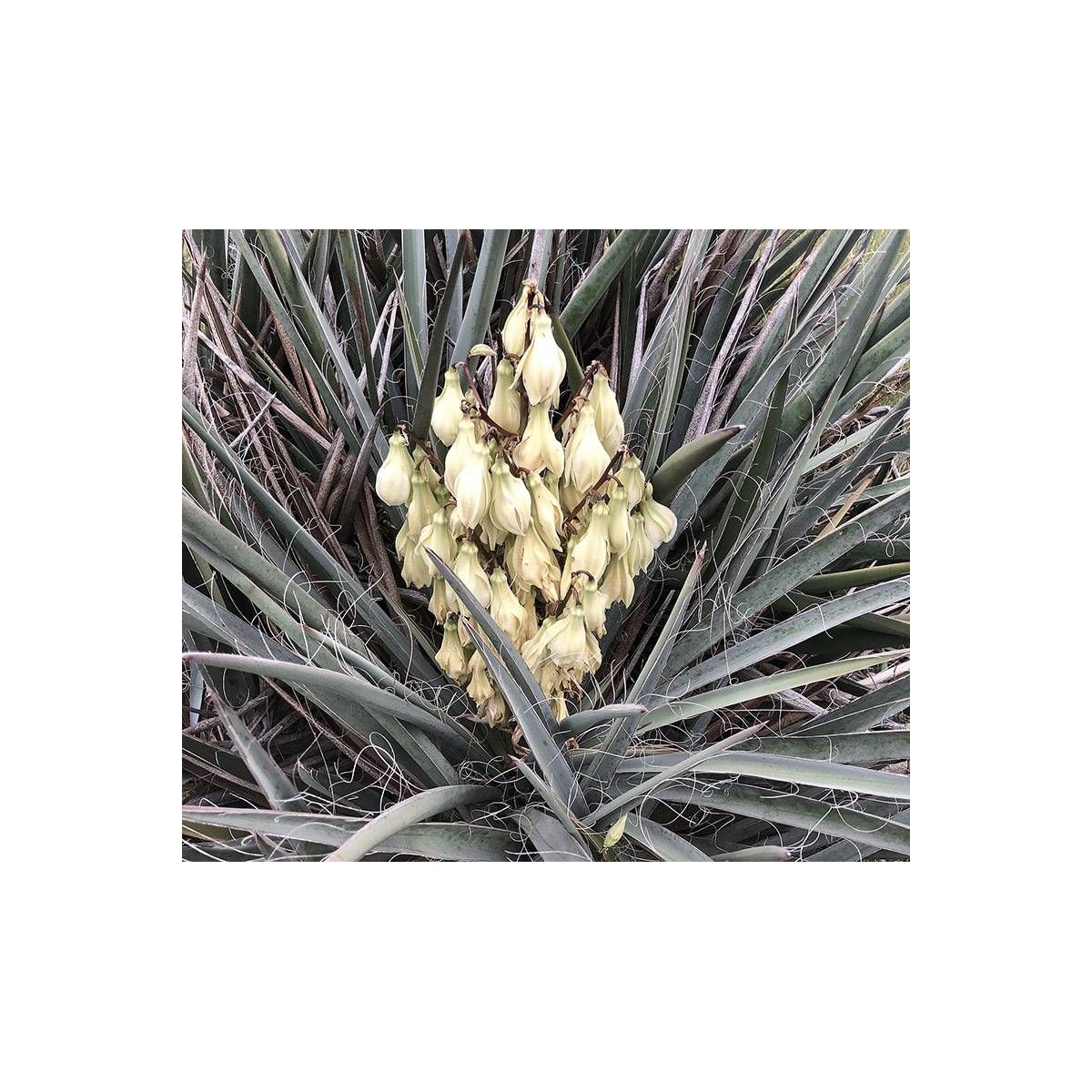 Yucca banane baccata