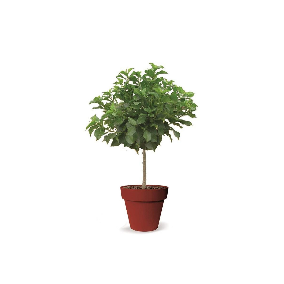 Amandier nain Mini Mandier - Nains de jardins® Amandier nain Mini Mandier - Nains de jardins®