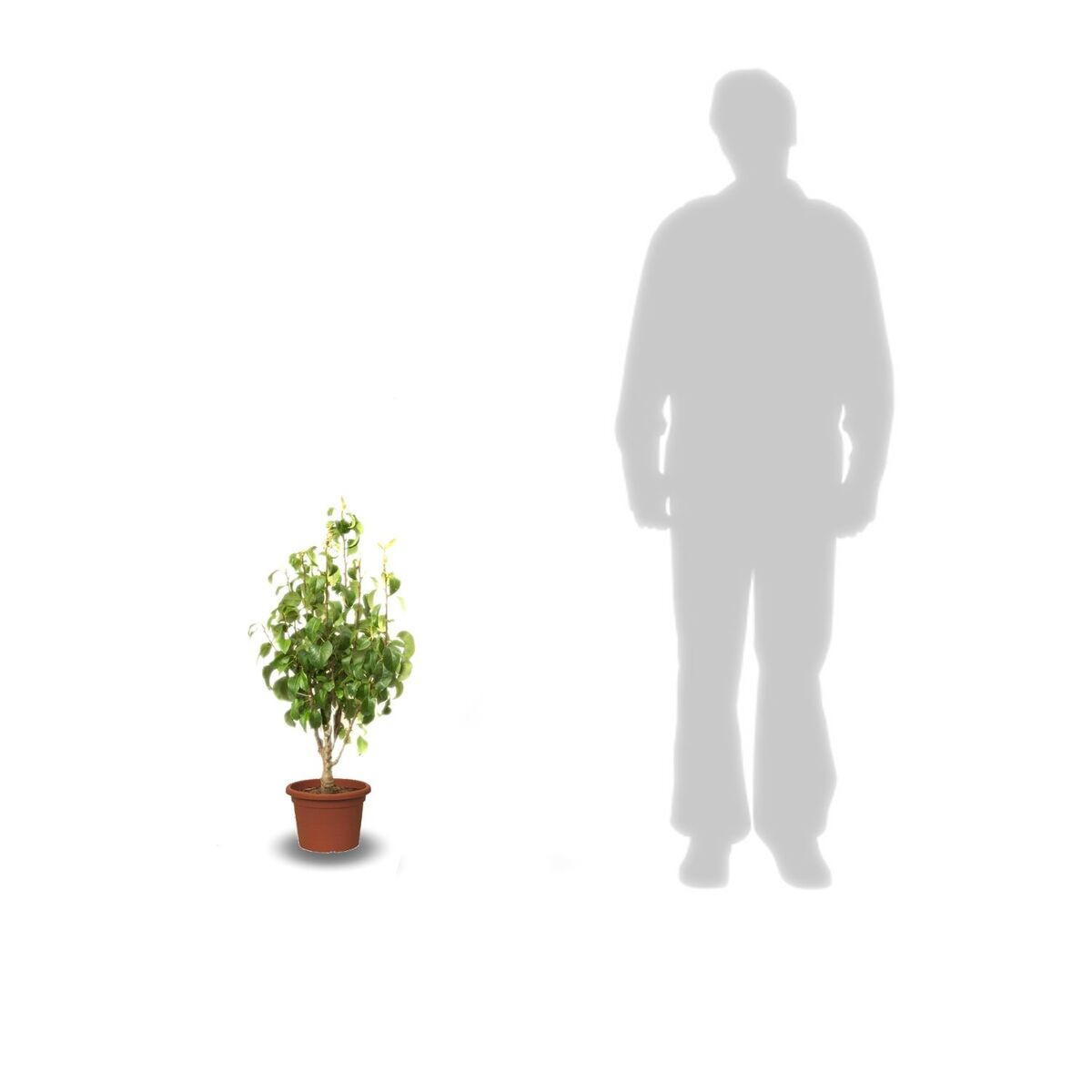 Abricotier nain Petit' Abri® - Nains de jardin®