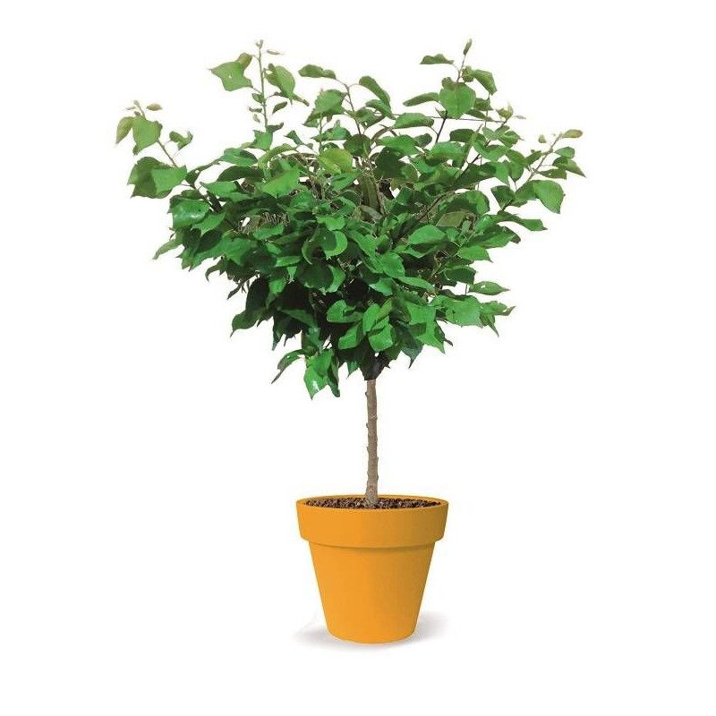 Abricotier nain Petit' Abri® - Nains de jardin®