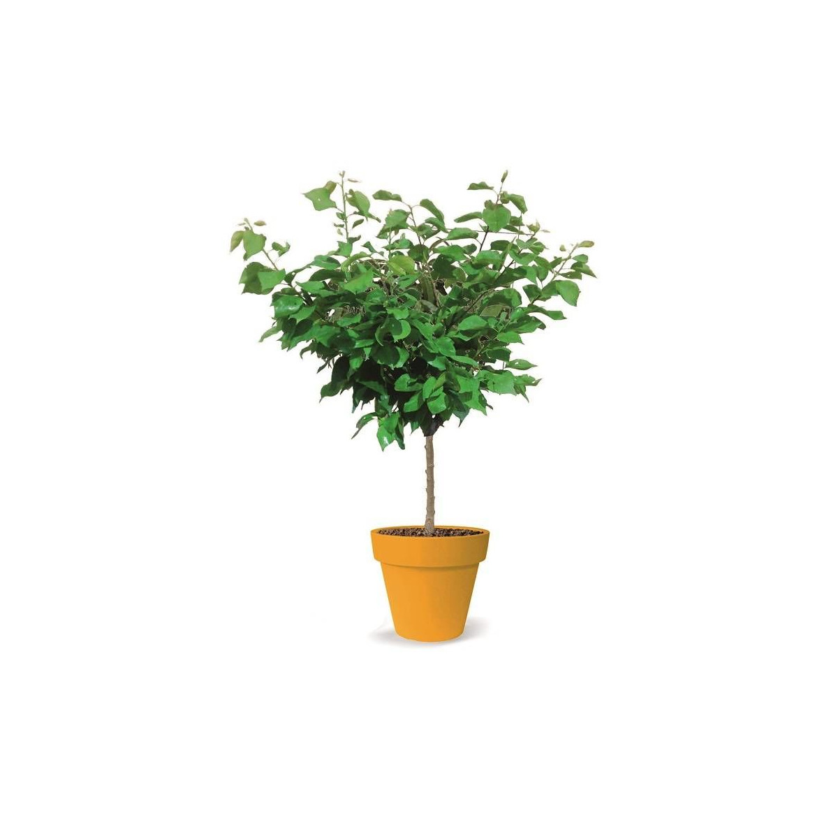 Abricotier nain Petit' Abri® - Nains de jardin®