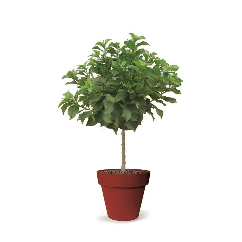 Cerisier nain Chérie Cherry - Nains de jardins®