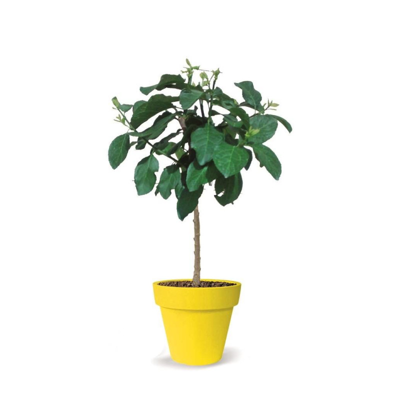 Prunier nain Prunélla - Nains de jardins®