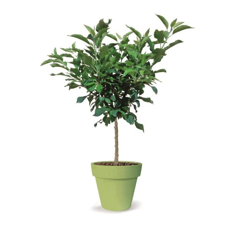 Pommier nain Pom' Pousse - Nains de jardins®
