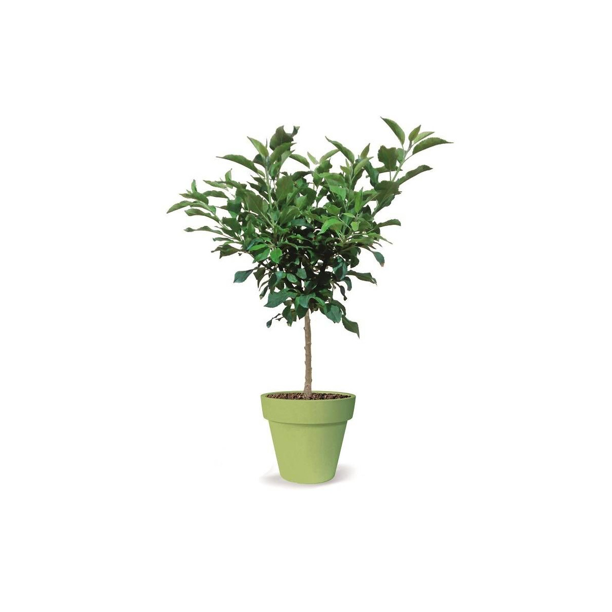 Pommier nain Pom' Pousse - Nains de jardins®