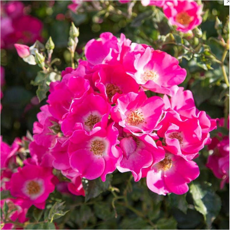 Rosier paysager Friendly® Purple 'Meicosme'