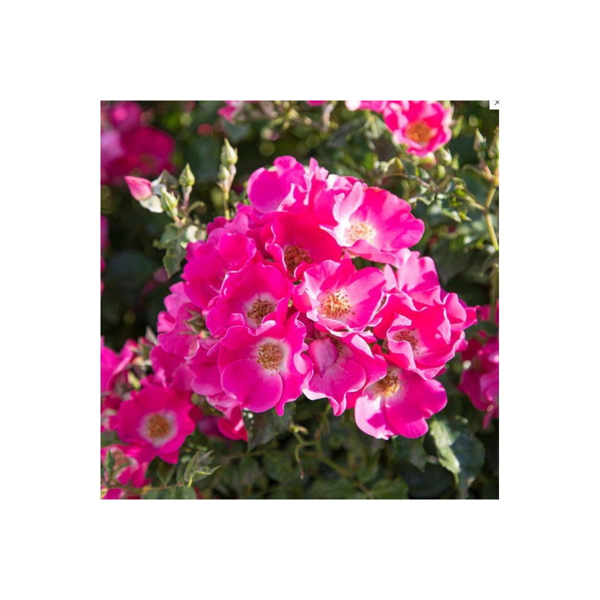 Rosier arbustif Friendly® Purple Meicosme