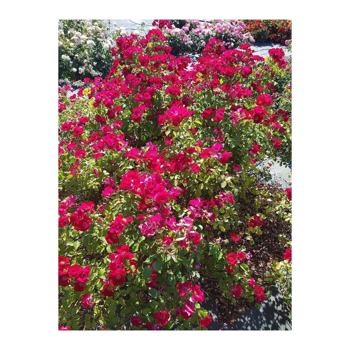 Rosier Boules Rouges Rosier arbustif Friendly® Red Meiariba - Rosa