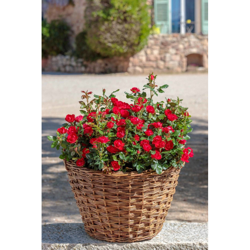 Rosier paysager Zepeti® 'Meibenbino'