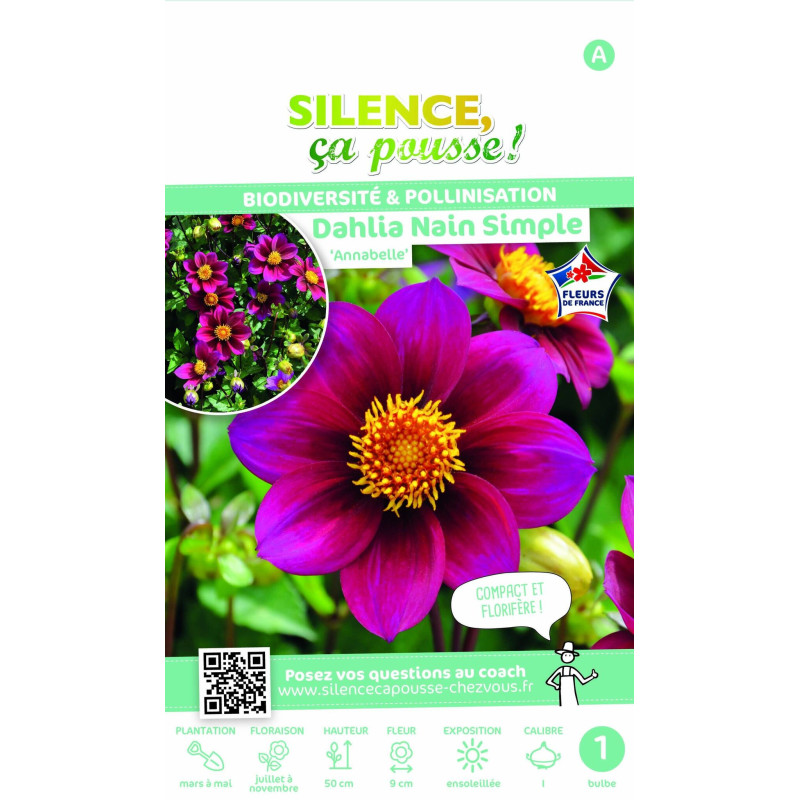 Bulbe de Dahlia simple Annabelle