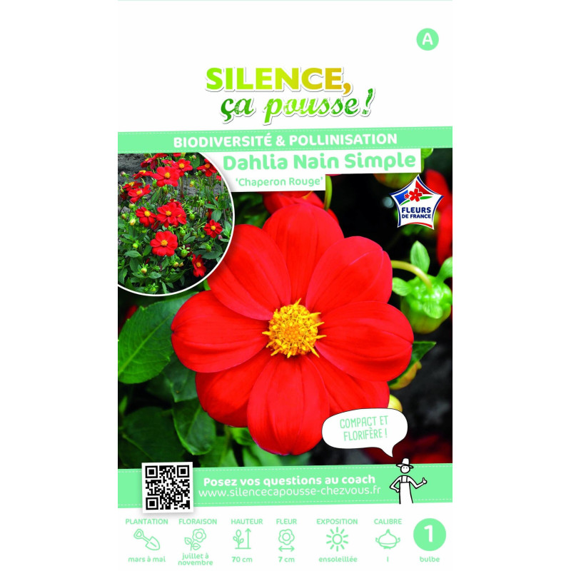 Bulbe de Dahlia nain simple Chaperon Rouge