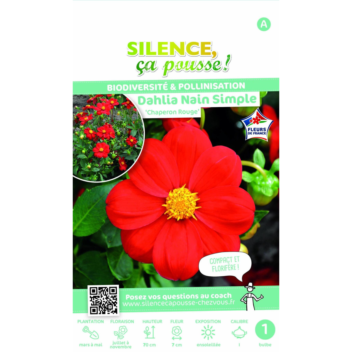 Dahlia nain simple Chaperon Rouge