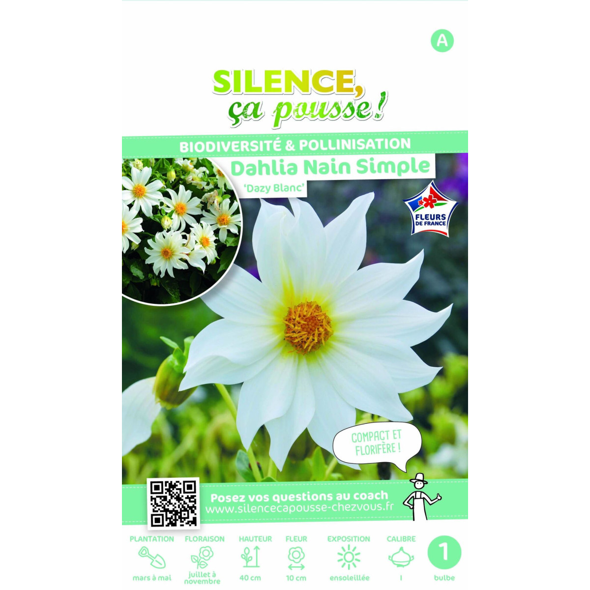 Dahlia nain simple Dazy Blanc