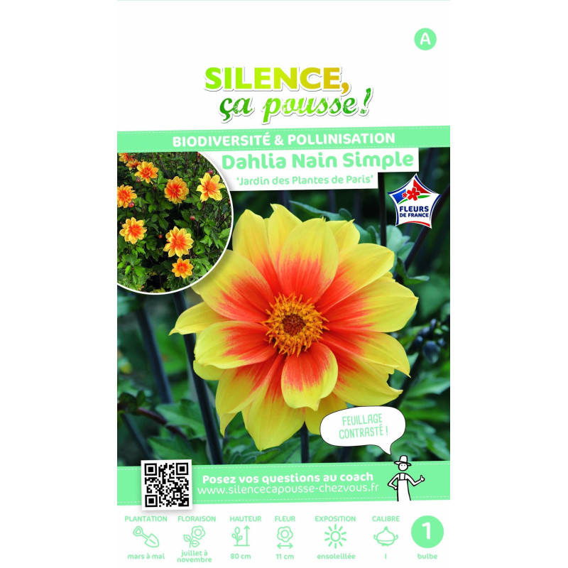 Bulbe de Dahlia nain simple Jardin des Plantes de Paris