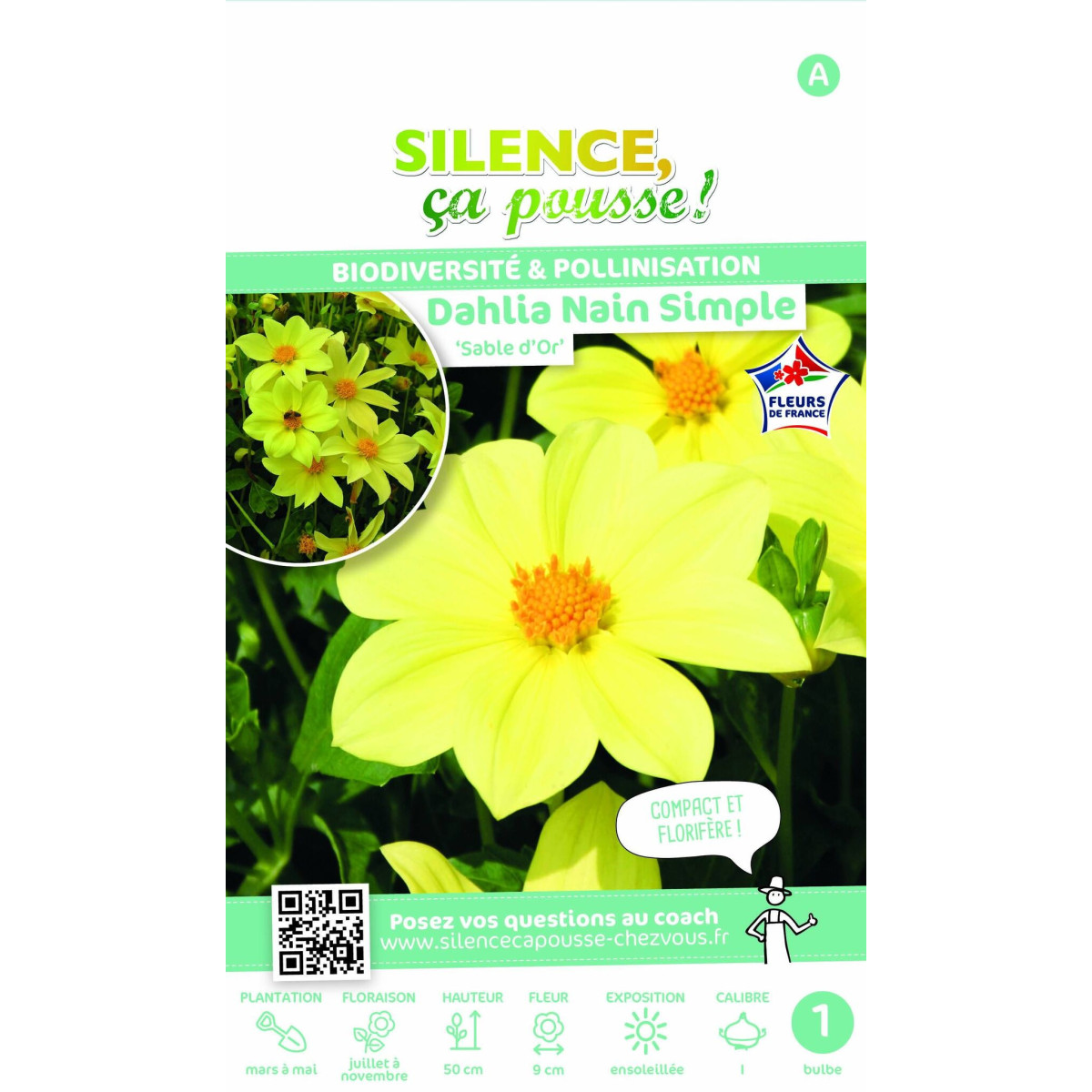Dahlia nain simple Sable d'Or Dahlia nain simple Sable d'Or