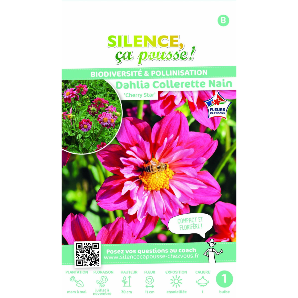 Dahlia collerette Cherry Star