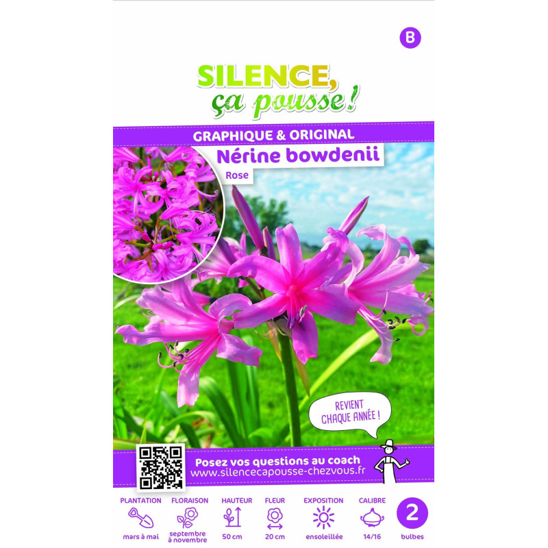 Bulbe de Lys de Guernesey