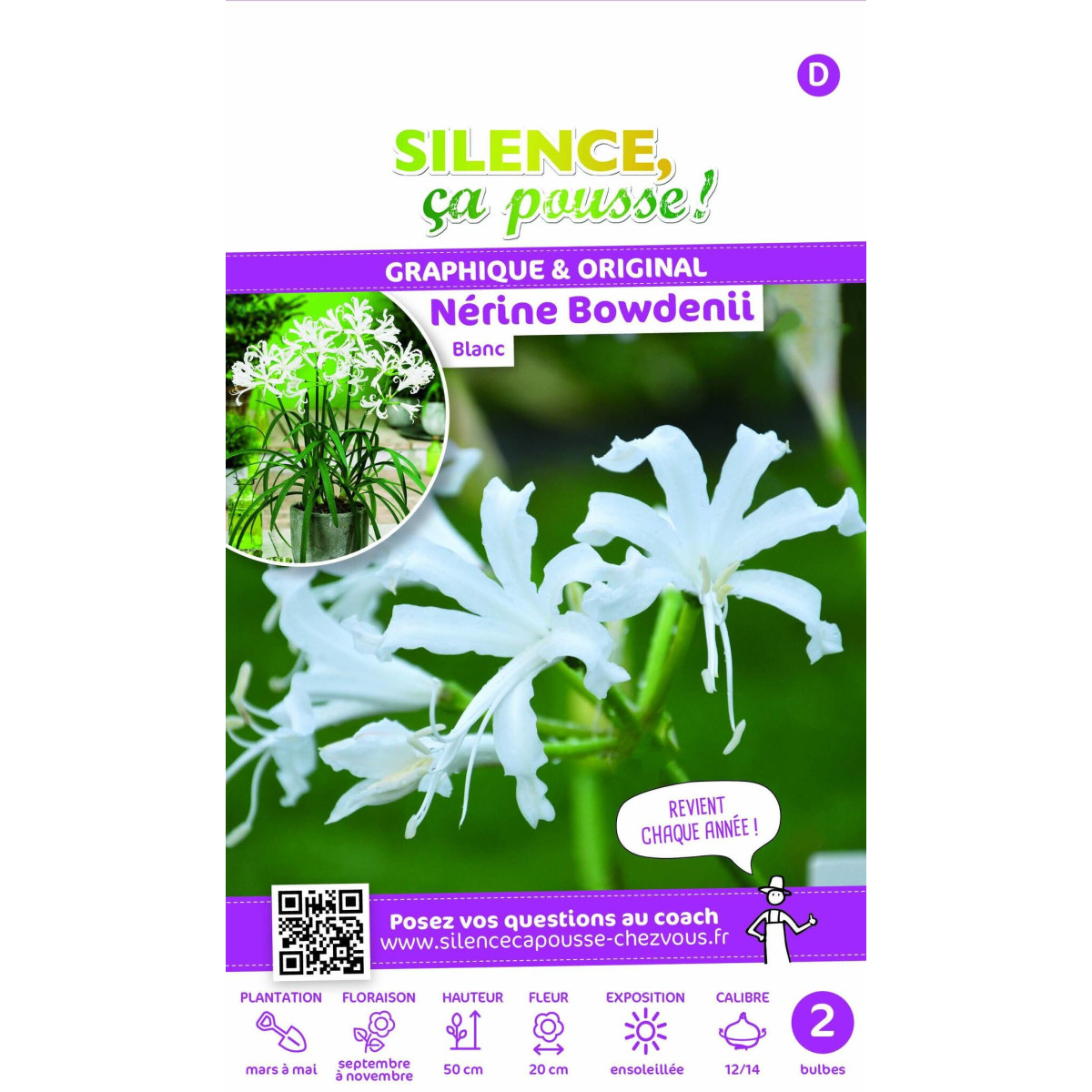 Bulbe de Lys de Guernesey