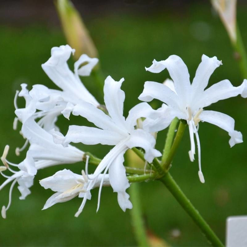 Bulbe de Lys de Guernesey blanc