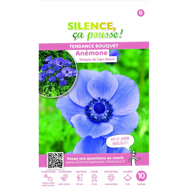 Bulbe d'Anémones de Caen Bleue