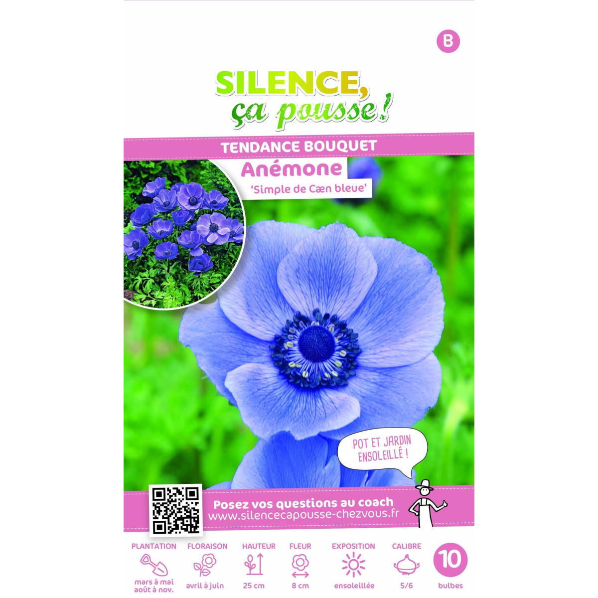 Anémones de Caen Bleue